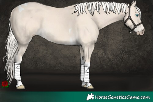 Horse Color:Cremello Tobiano