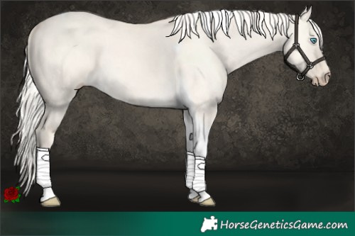 Horse Color:Cremello Dun Tobiano