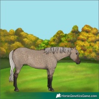 Horse Color:Silver Brown Dun