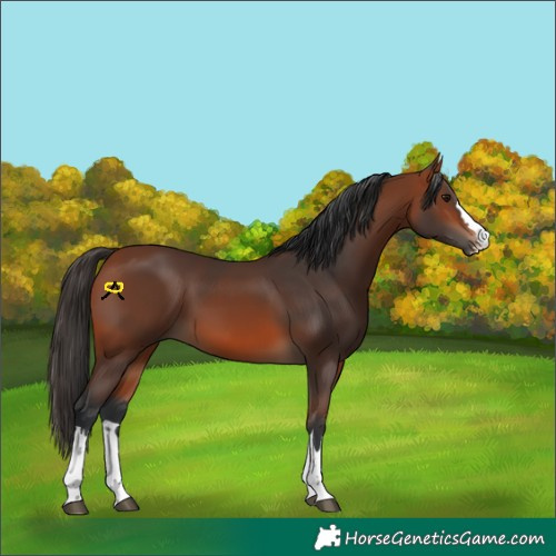 Horse Color:Bay 
