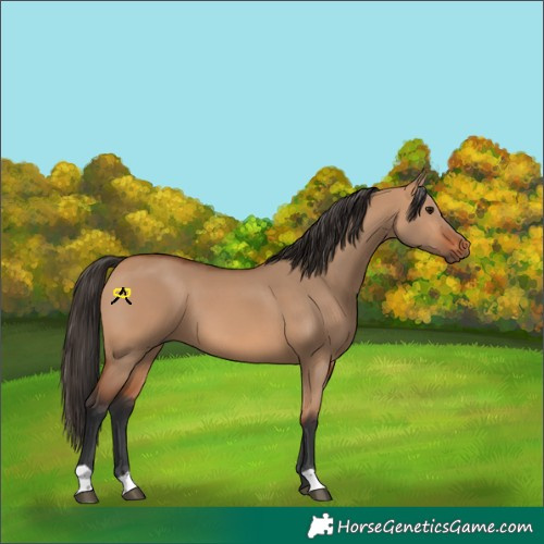 Horse Color:Bay Dun 