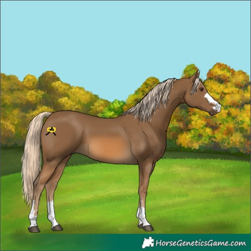 Horse Color:Chocolate Palomino 