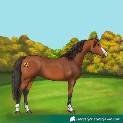 Horse Color:Bay 