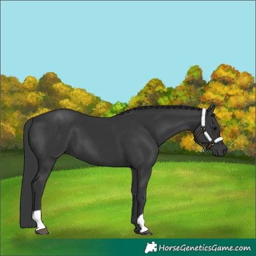 Horse Color:Black 