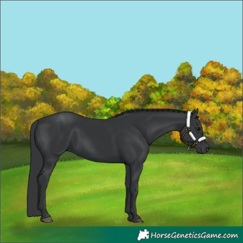 Horse Color:Black 