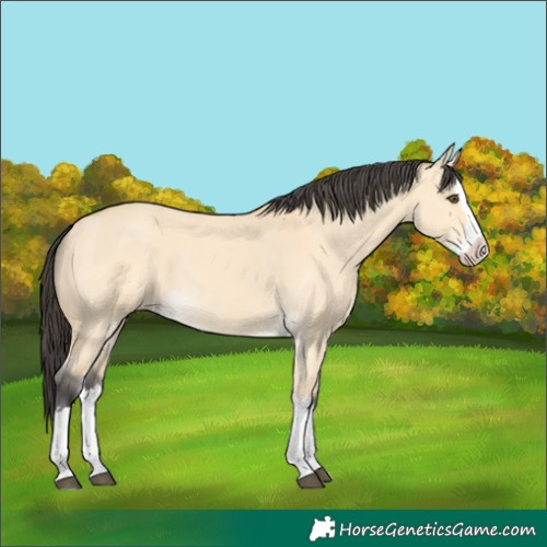 Horse Color:Buckskin Dun Splash