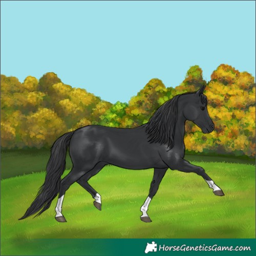 Horse Color:Black Tobiano