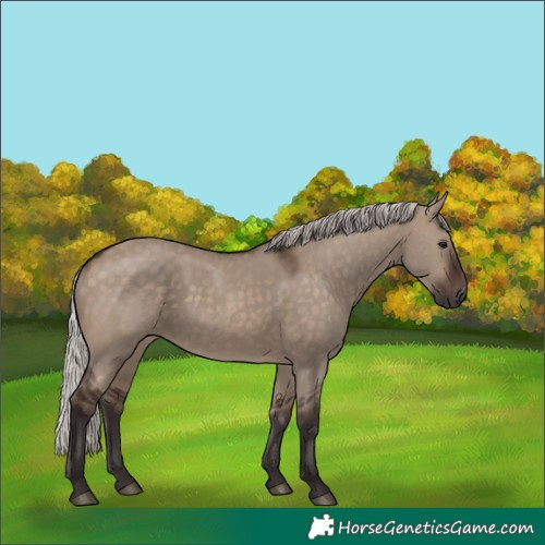 Horse Color:Silver Brown Dun 