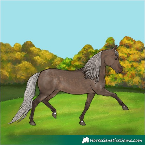 Horse Color:Silver Brown Dun 