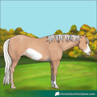 Horse Color:Silver Amber Champagne Frame 