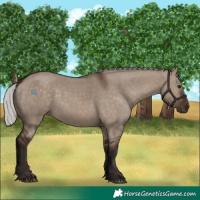 Horse Color:Silver Brown Dun 