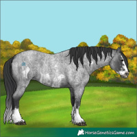 Horse Color:Blue Roan Sabino Splash and Blue Roan Sabino Splash Frame