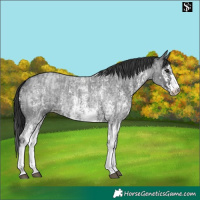 Horse Color:Blue Roan Sabino Splash  and Blue Roan Sabino 