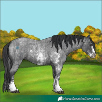 Horse Color:Blue Roan Sabino Splash  and Blue Roan Sabino 