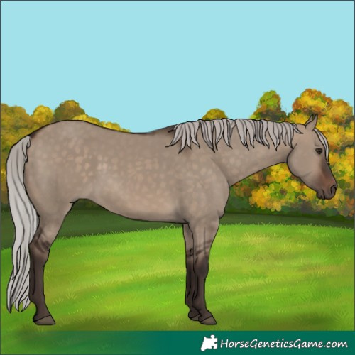 Horse Color:Silver Brown Dun 