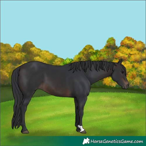 Horse Color:Brown 