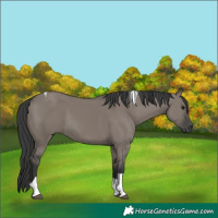 Horse Color:Grullo Tobiano