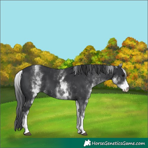 Horse Color:White Spotted Black