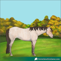 Horse Color:Amber Champagne Roan 