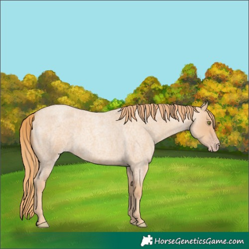 Horse Color:Gold Champagne Roan 