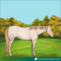 Horse Color:Gold Champagne Roan 