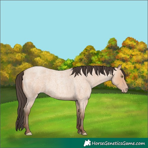 Horse Color:Amber Champagne Roan