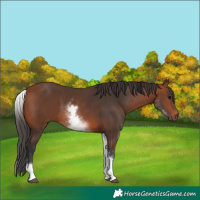 Horse Color:White Spotted Bay 