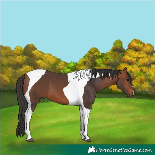 Horse Color:Bay Tobiano 