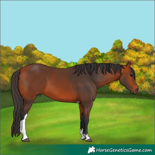 Horse Color:Bay Tobiano 
