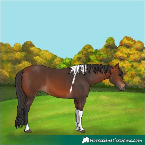 Horse Color:Bay Tobiano 