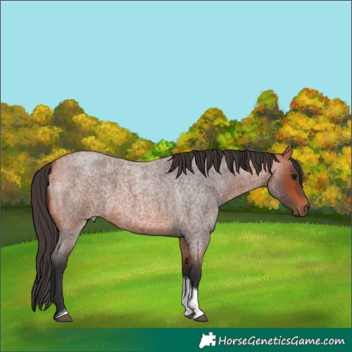 Horse Color:Bay Roan Tobiano 