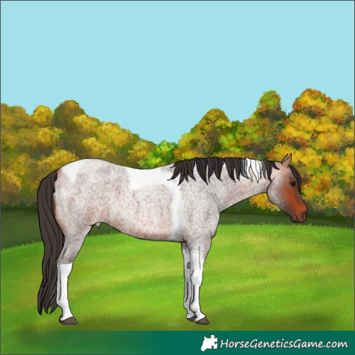 Horse Color:Bay Roan Tobiano