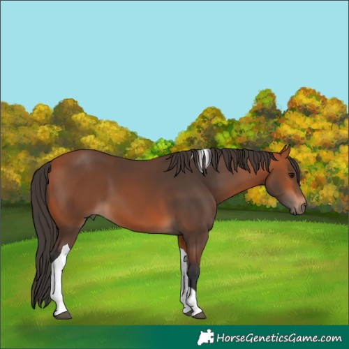Horse Color:Bay Tobiano
