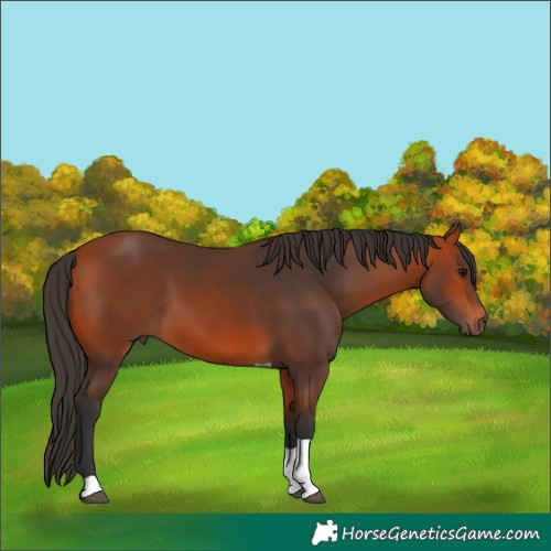 Horse Color:Bay Tobiano 