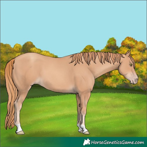 Horse Color:Gold Champagne 