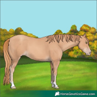 Horse Color:Gold Champagne