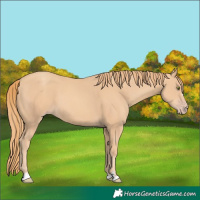 Horse Color:Gold Champagne 
