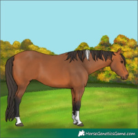 Horse Color:Bay Tobiano Rabicano