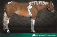 Horse Color:Chocolate Palomino Tobiano 