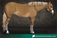 Horse Color:Chocolate Palomino Dun
