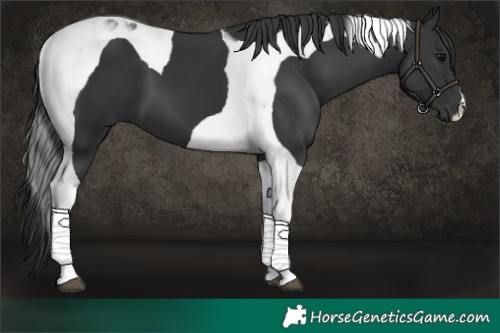 Horse Color:Black Tobiano 