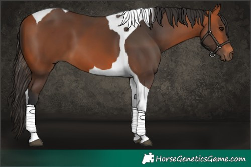 Horse Color:Bay Tobiano