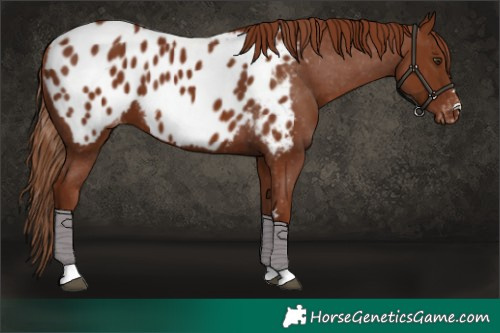 Horse Color:Chestnut Appaloosa