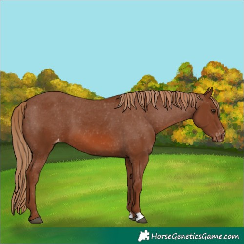 Horse Color:Chestnut Appaloosa