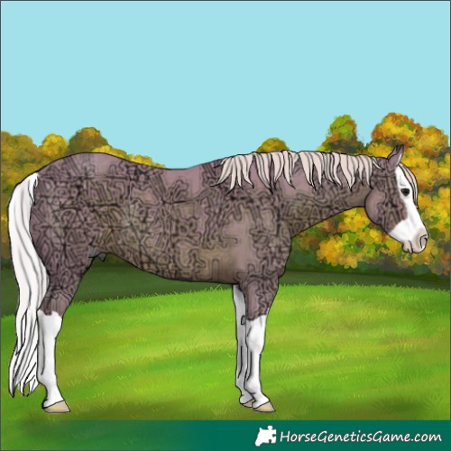 Horse Color:Watercolor Silver Black Ice Splash Rabicano