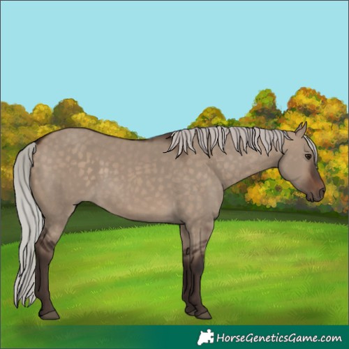 Horse Color:Silver Brown Dun 