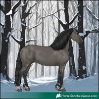 Horse Color:Grullo