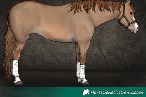 Horse Color:Red Dun