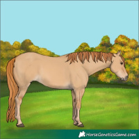 Horse Color:Red Dun