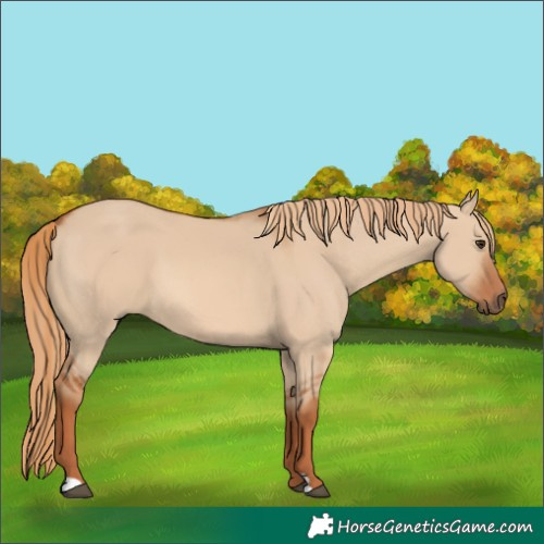 Horse Color:Red Dun 